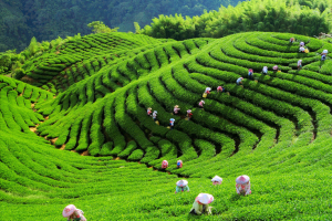 NTDTV Global competition works - Tea Harvesting