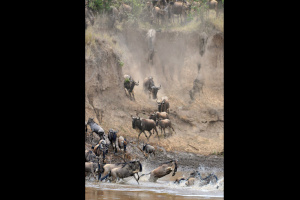 NTDTV Global competition works - Animal Migration