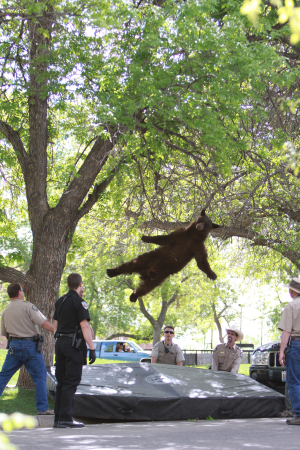Falling Bear