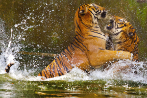 Fighting Tigers