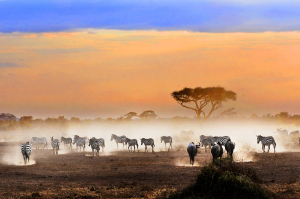 Away in the Twilight