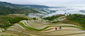 Plowing Terraced Fields in Spring at Jing-ken