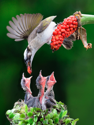 Cry Piteously for Food