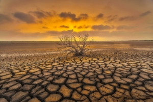 NTDTV Global competition works - 旱地上的枯木