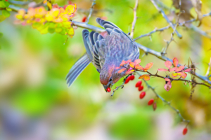 NTDTV Global competition works - 深紅色的渴望