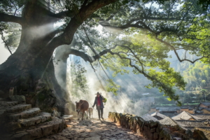 NTDTV Global competition works - 返鄉