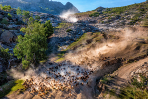 哈薩克民族夏季轉場