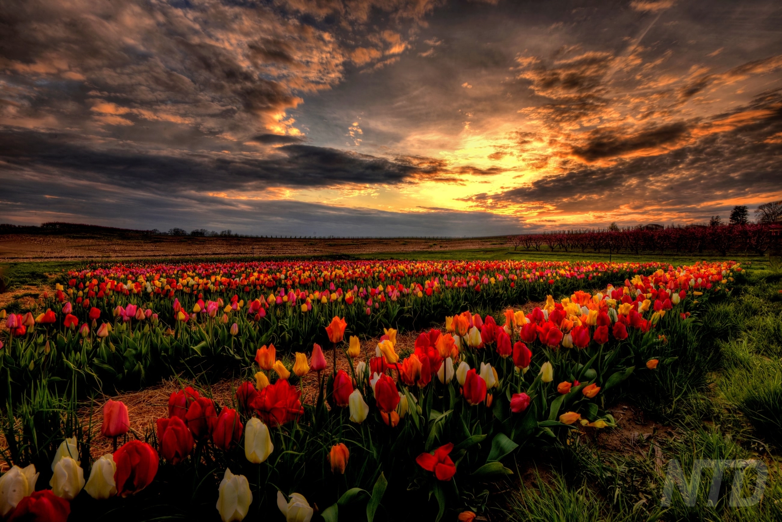 Tulip Glory
