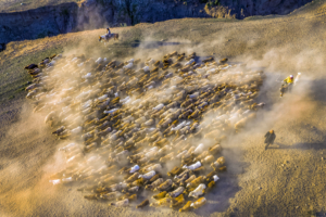 阿勒泰千年轉場