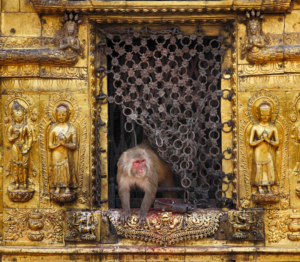 猴廟裏的猴子