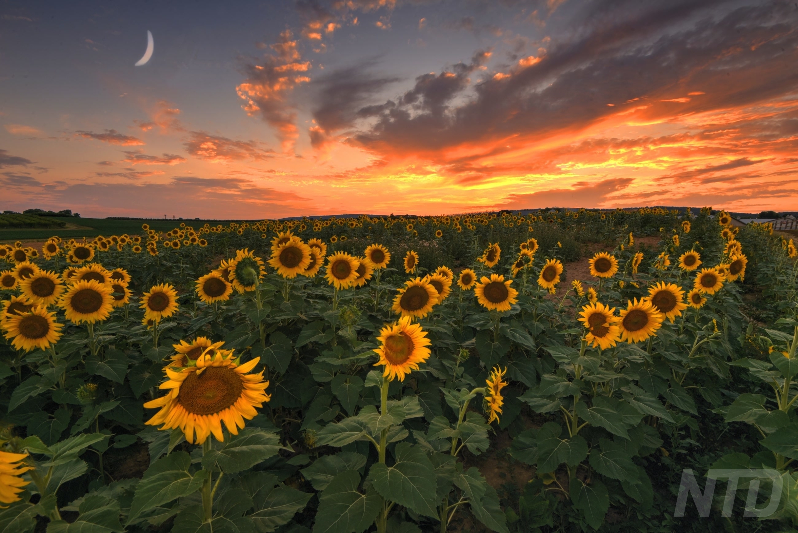 Sunflowers Forever