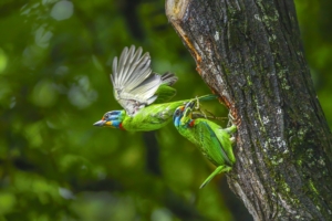 台灣五色鳥共同育雛忙