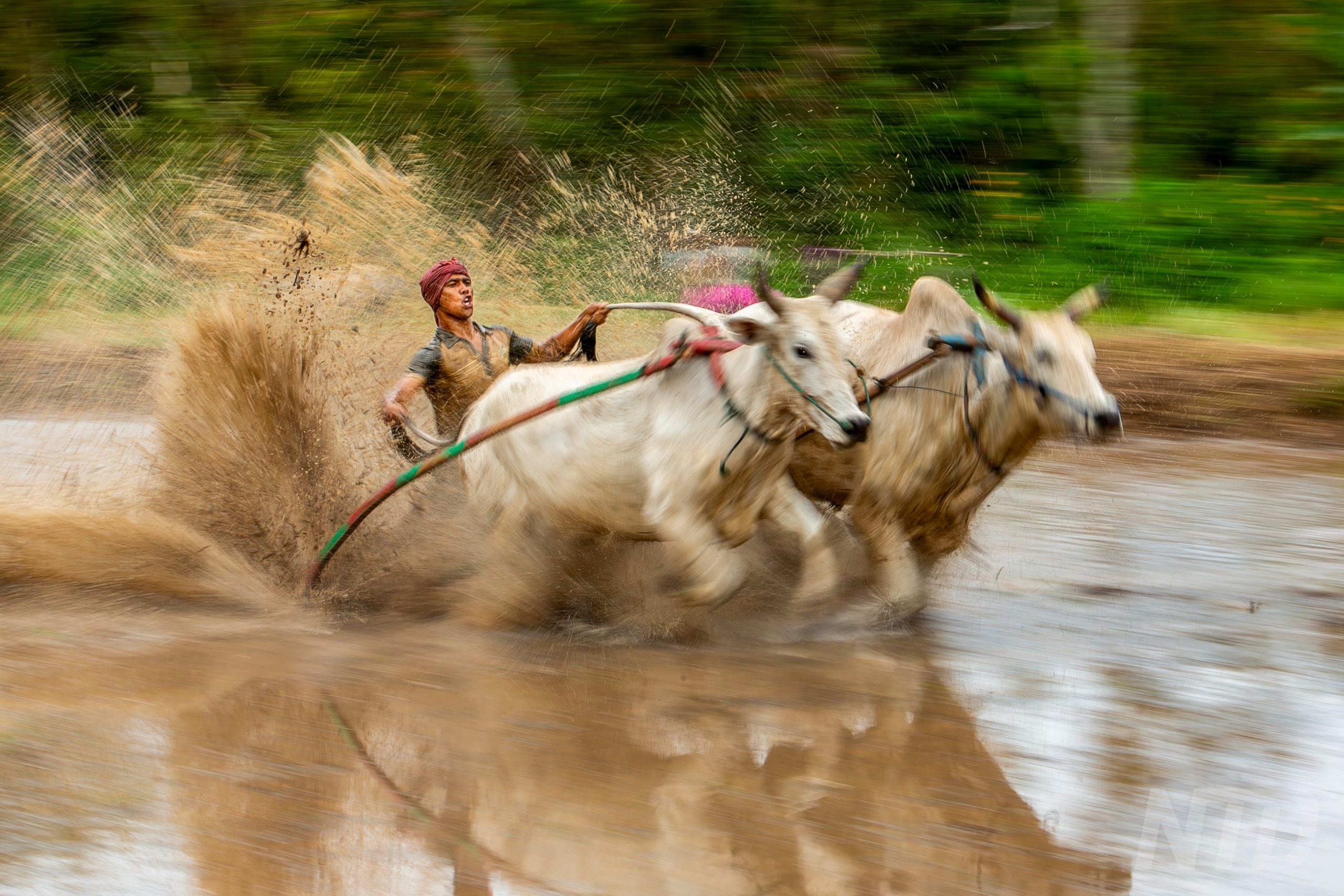 Running of the Bulls