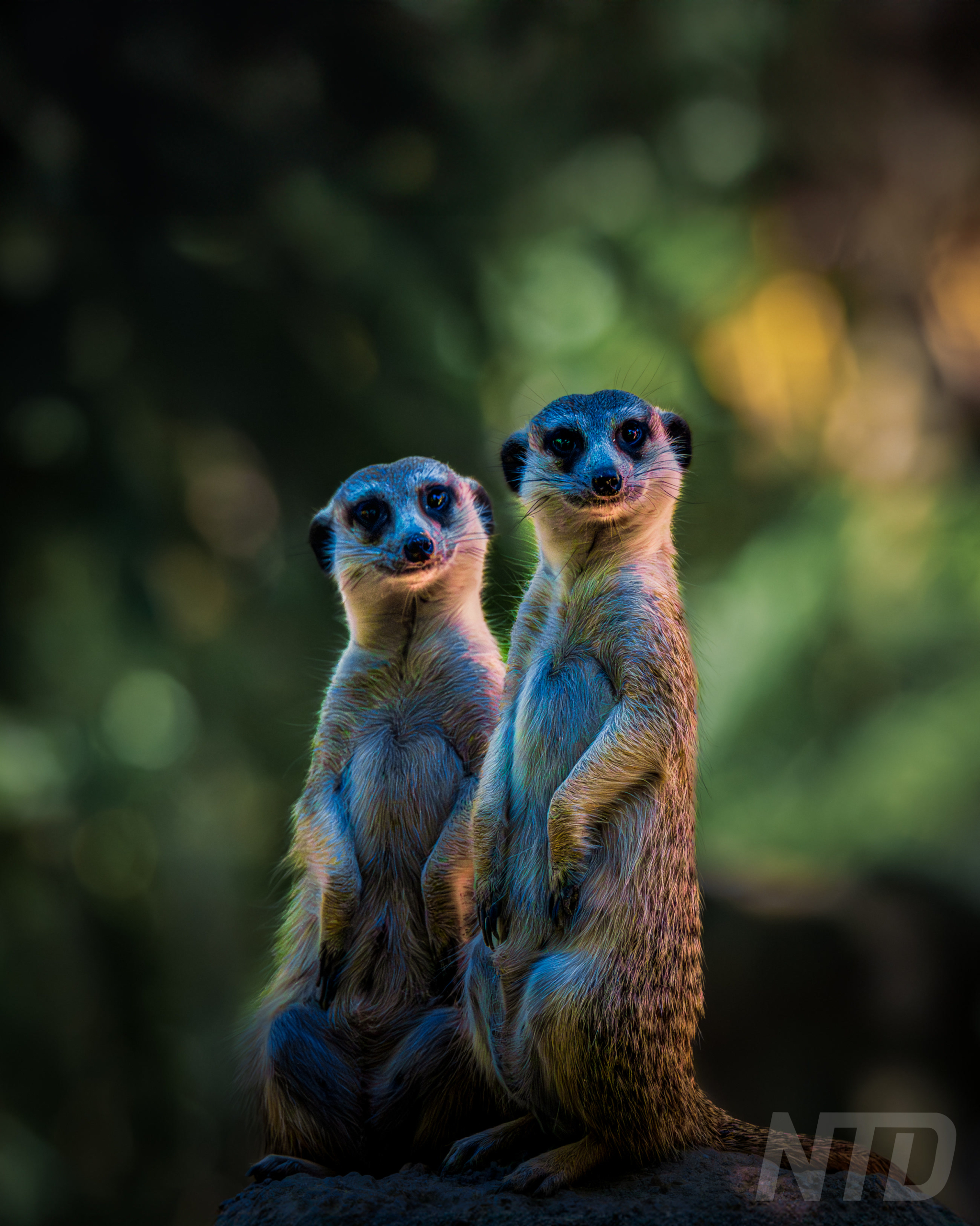 Meerkat Twins
