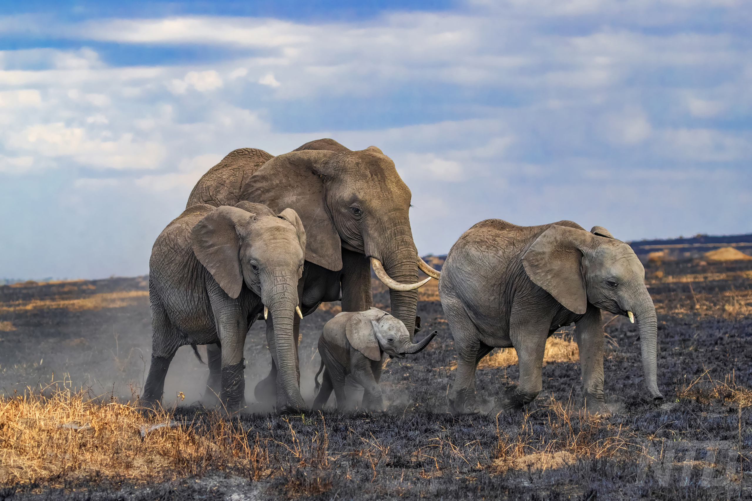 African elephants