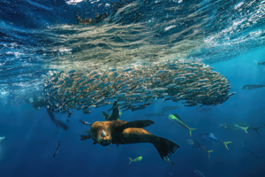 正在捕獵的海獅