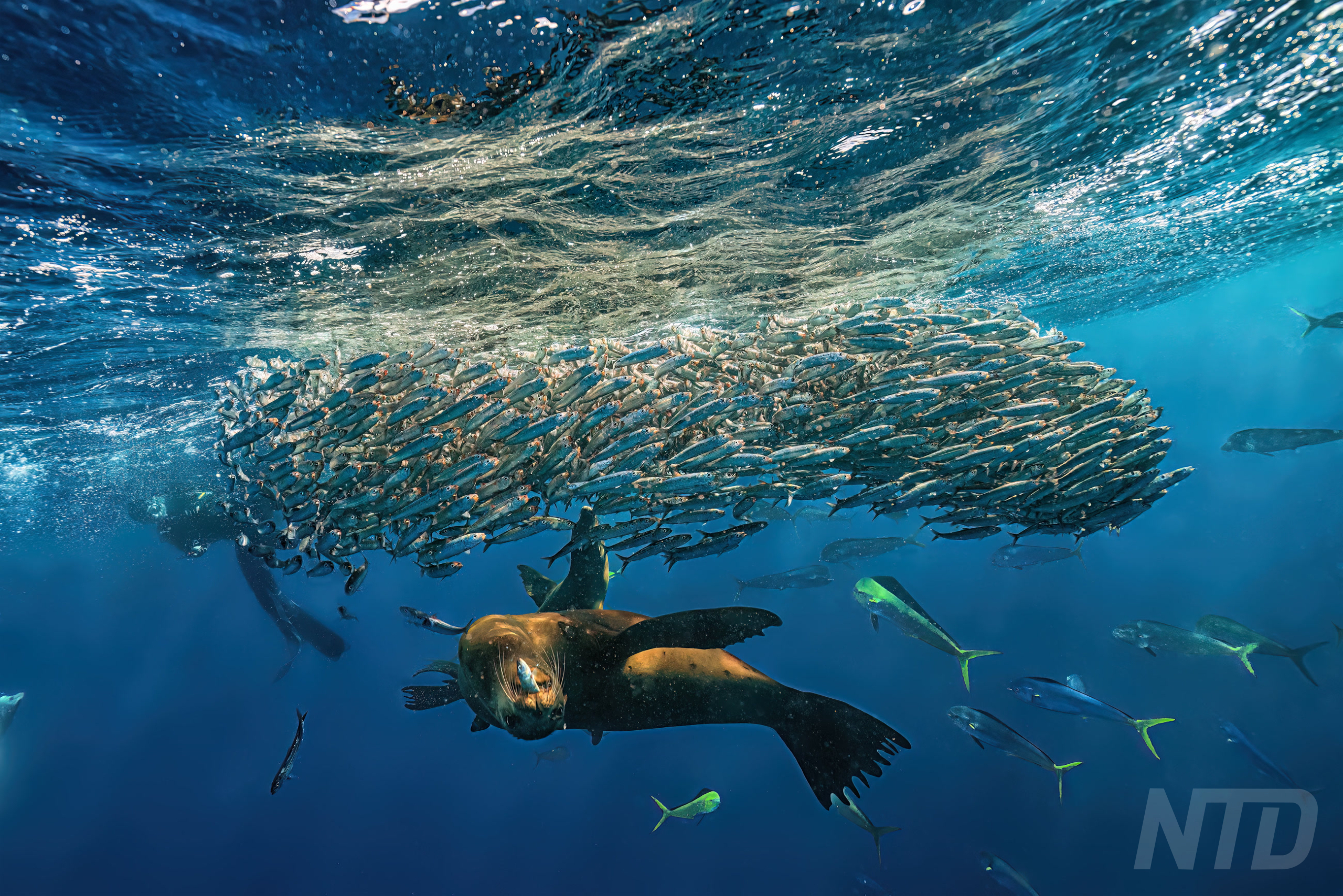 Sea Lion at Hunting