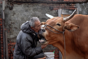 A Farewell Kiss to the Retiring Ox