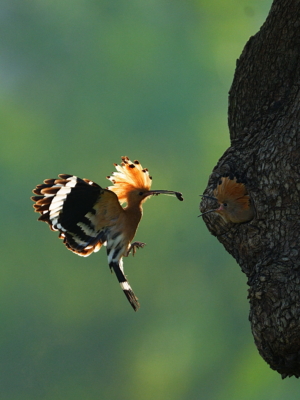 The Tree of Life and Love