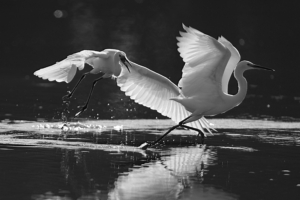 When Love Fades Away