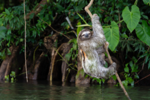 A Sloth Getting Out of Water