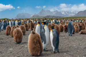 King Penguin Paradise - South Georgia Island