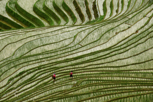 The Rhythm of the Rice Fields