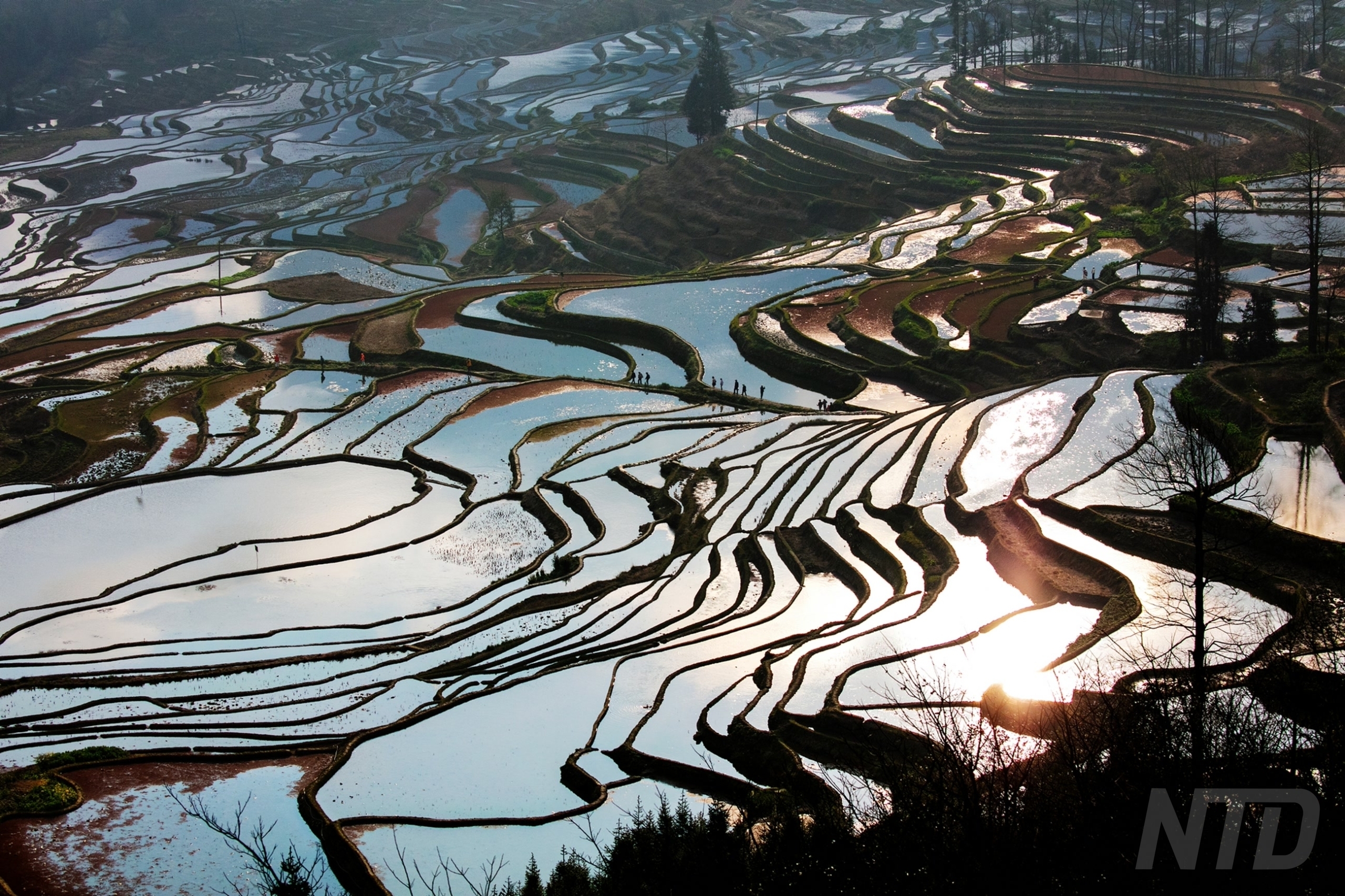 Morning on the Terraces