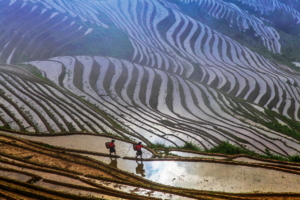 The Beauty of Terraced Fields